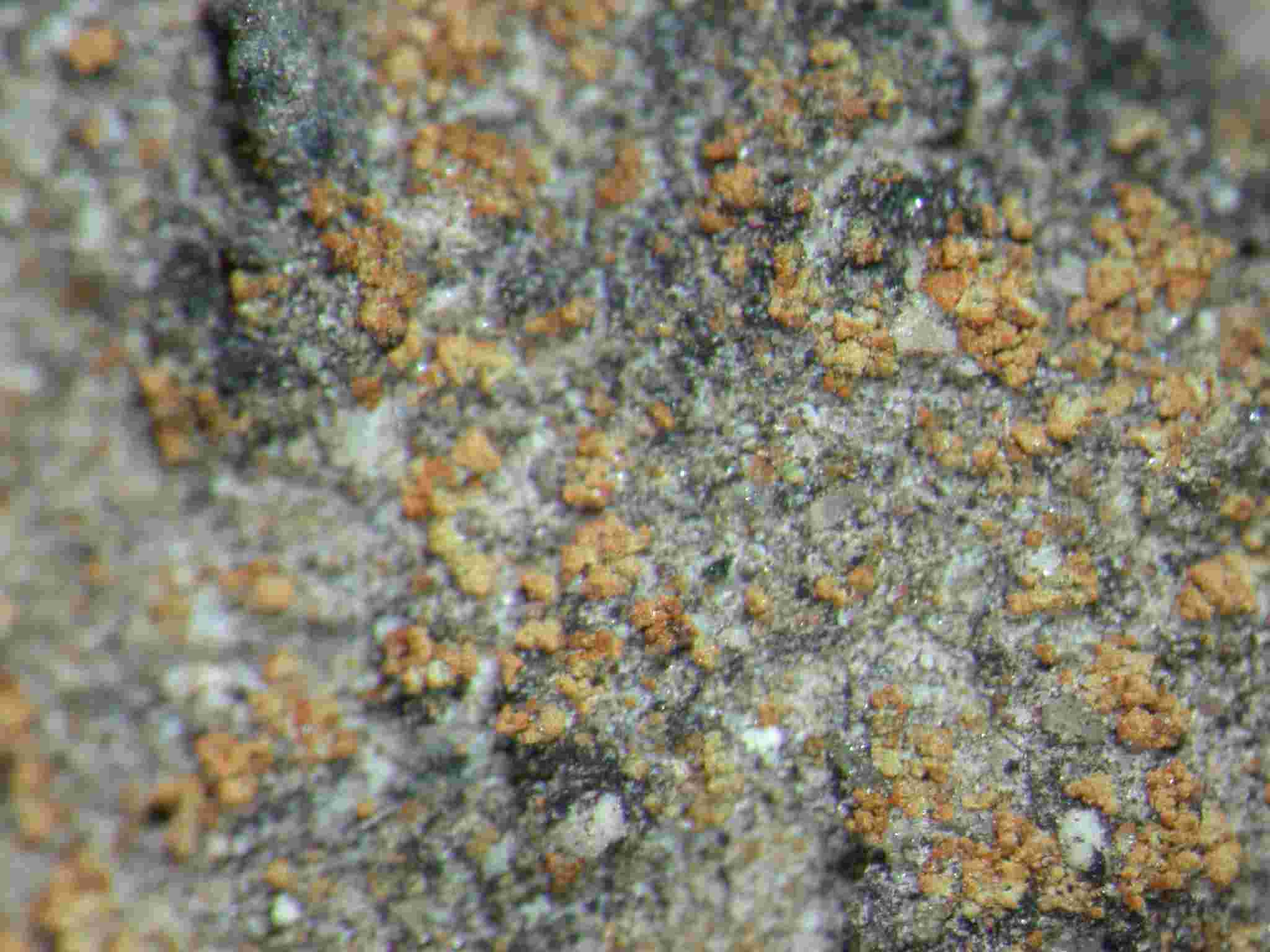 [Caloplaca dichroa]